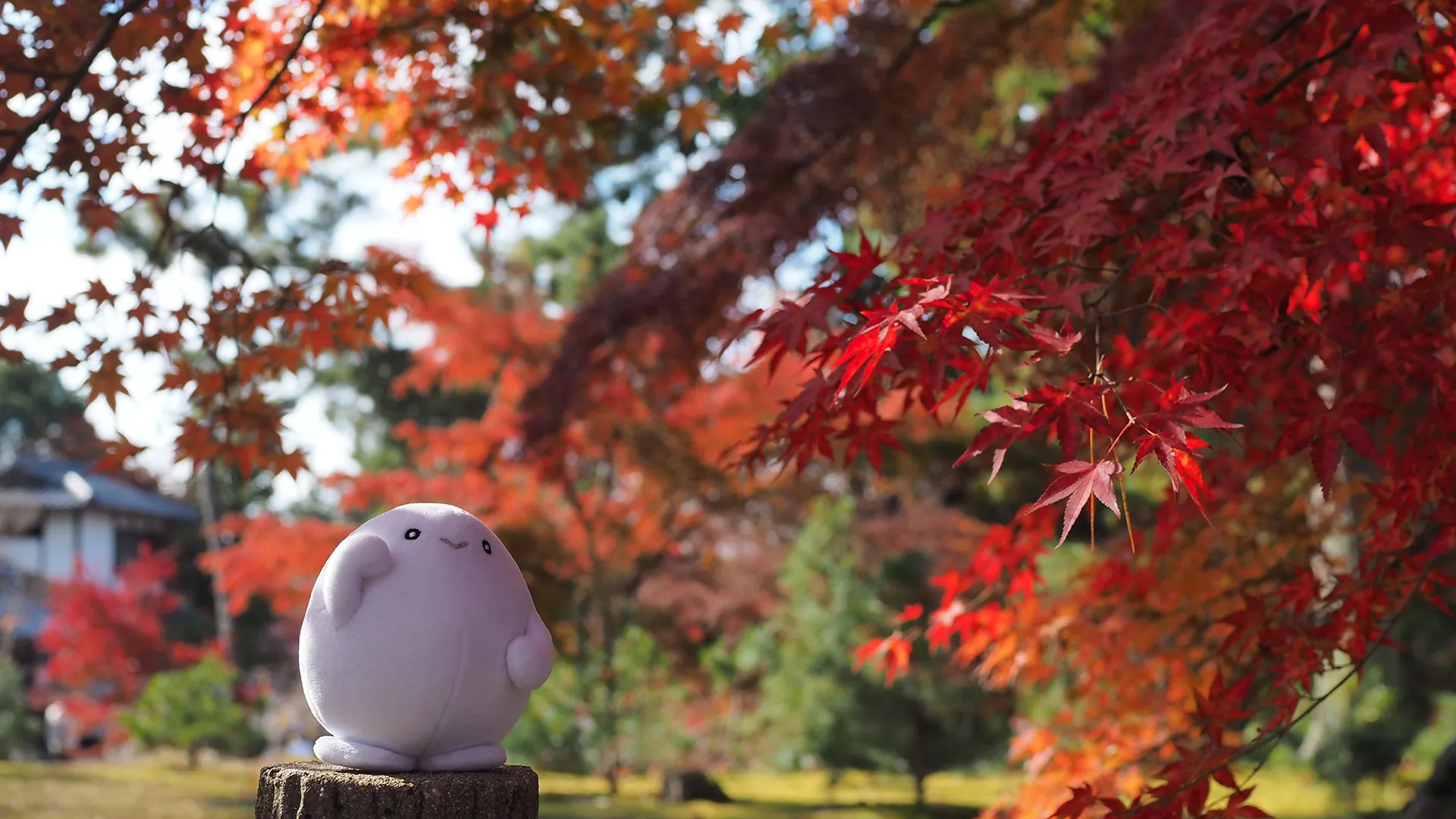 povoキャラクターと紅葉